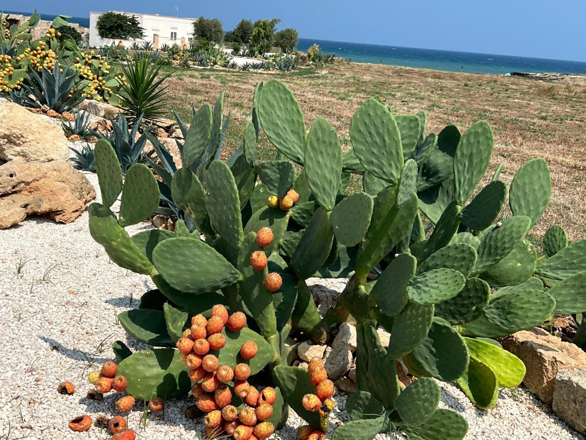 Masseria Ostuni Mare Agri Resort Eksteriør billede